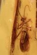 Detailed Fossil Stonefly (Plecoptera) In Baltic Amber #270609-1